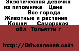 Экзотическая девочка из питомника › Цена ­ 25 000 - Все города Животные и растения » Кошки   . Самарская обл.,Тольятти г.